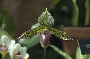 kew-orchid