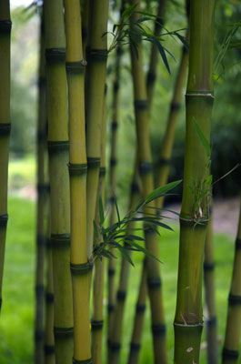 bamboo-kew