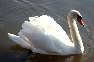 swan-song